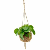KOKEDAMA ECOCOCO PILEA PEPEROMIOIDES IN HANGING BASKET