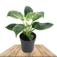 PHILODENDRON BIRKIN WHITE MEASURE (WINTERBOURN)