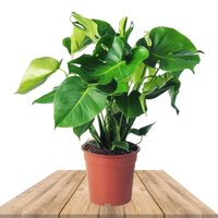 MONSTERA DELICIOSA 50CM (SWISS CHEESE PLANT)