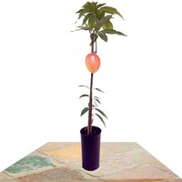 MANGO 110CM (MANGIFERA INDICA)