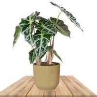 ALOCASIA POLLY EN MACETA ELHO