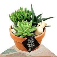 3 PLANTAS SUCULENTAS EN MACETERO TERRACOTA