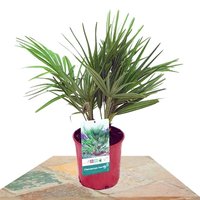 MEDITERRANEAN FAN PALM 50CM (CHAMAEROPS HUMILIS)