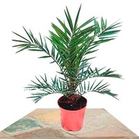 PALMERA CANARIA 50CM (PHOENIX CANARIENSIS)