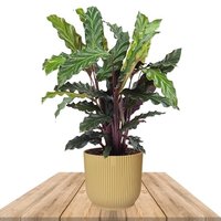 CALATHEA RUFIBARBA IN YELLOW ELHO POT 