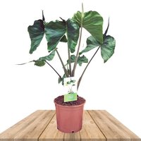 ALOCASIA STINGRAY 85CM