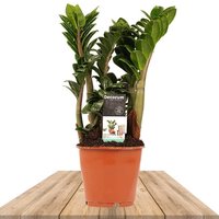 ZAMIOCULCA 45CM (ZAMIOCULCAS ZENZI)