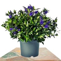 BLUE SHOWY-SPEEDWELL 45CM (HEBE ADDENDA)