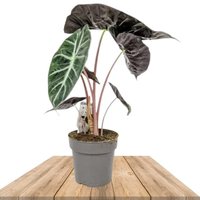 ALOCASIA PINK DRAGON 55CM (OREJA DE ELEFANTE)
