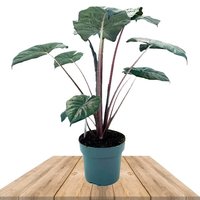 ALOCASIA YUCATAN PRINCESS 55CM (OREJA DE ELEFANTE)