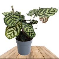 CALATHEA MAKOYANA 35CM (PEACOCK PLANT)