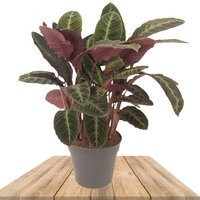 CALATHEA WARSCEWICZII 80CM