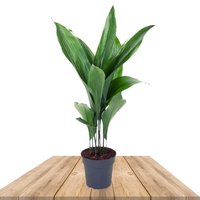 CAST IRON PLANT 90CM (ASPIDISTRA)