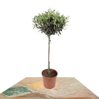 OLIVO ÁRBOL 75CM COPA (OLEA EUROPAEA)