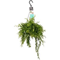 LIPSTICK HANGING PLANT (AESCHYNANTHUS JAPHROLEPIS)