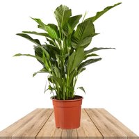 PEACE LILY SWEET LAURETTA 100CM (SPATHIPHYLLUM)