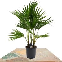 LIVISTONA ROTUNDIFOLIA 70CM (PALMERA ABANICO)