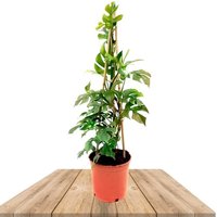 MONSTERA MINIMA MOSS POLE (RHAPHIDOPHORA TETRASPERMA)