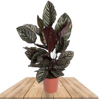 CALATHEA ORNATA 70CM (CALATEA SANDERIANA)
