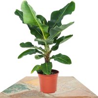 BANANA TREE 75CM (MUSA DWARF CAVENDISH TROPICAL)