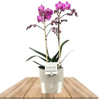 LILA ORCHID MULTIFLORA 45CM IN DECO POT