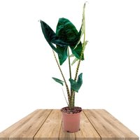 ALOCASIA ZEBRINA 70CM (ZEBRA PLANT)