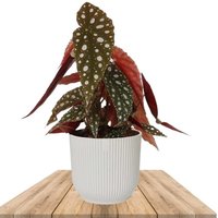 BEGONIA MACULATA IN WHITE ELHO POT 