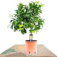 ÁRBOL CITRUS CLEMENTINA 60CM (CLEMENTINERO)