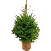 ABETO NATURAL CEPELLÓN 100CM - ABIES EXCELSA