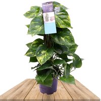 POTO AUREA CON TUTOR 50CM (EPIPREMNUM AUREUM)