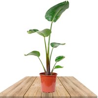 AVE DEL PARAÍSO 80CM (STRELITZIA AUGUSTA)