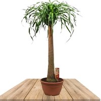 ELEPHANT'S FOOT TREE 120CM (BEAUCARNEA RECURVATA)