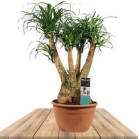 BRANCHED ELEPHANT'S FOOT TREE 80CM (BEAUCARNEA RECURVATA)