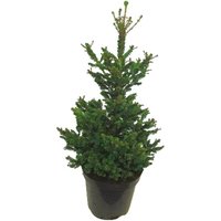 PICEA ABIES WILL'S ZWERG 110CM - ÁRBOL DE NAVIDAD