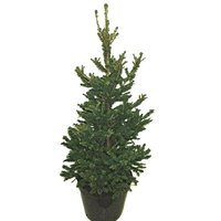 PICEA ABIES WILL'S ZWERG 80CM - ÁRBOL DE NAVIDAD