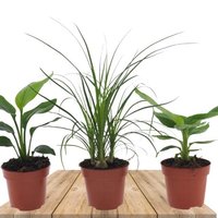 SET 3 PLANTAS VERDES: MUSA PLATANERA, STRELITZIA Y BEAUCARNEA