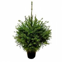 ÁRBOL DE NAVIDAD PICEA OMORIKA 90CM - ABETO NATURAL