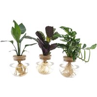 MIX PLANTAS HIDROPÓNICAS EN CRISTAL (STRELITZIA REGINAE, CTENANTHE, MONSTERA)