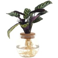 CTENANTHE EN CRISTAL (PLANTA HIDROPÓNICA)