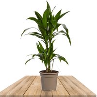 GREEN DRACAENA 70CM (DRACAENA JANET LINDT)
