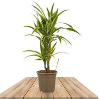 DRACAENA GREEN AND YELLOW 70CM (DEREMENSIS LEMON LIME)