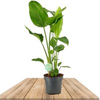 STRELITZIA NICOLAI 90CM (BIRD OF PARADISE)