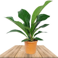 ANTURIO JENMANII GRANDE 90CM - REY DE LA SELVA (ANTHURIUM)