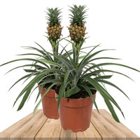 2 PLANTAS PIÑA 30CM (BROMELIA ANANAS)