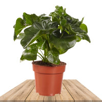 PHILODENDRON ATOM 25CM (PHILODENDRON BIPINNATIFIDUM)