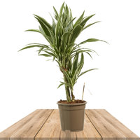 DRACAENA GREEN AND WHITE 60 CM (DEREMENSIS WHITE STRIPE)