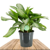 AGLAONEMA SILVER BAY 50CM (AGLAONEMA COMMUTATUM)