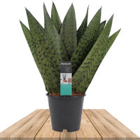 SANSEVIERIA ZEYLANICA FORMA DE ABANICO 35CM (LENGUA DE SUEGRA)