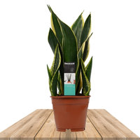 FIRE PATTERN SANSEVIERIA 40CM (MOTHER-IN-LAW'S TONG)