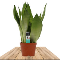 SANSEVIERIA 'MOONSHINE' 40CM (LENGUA DE SUEGRA)